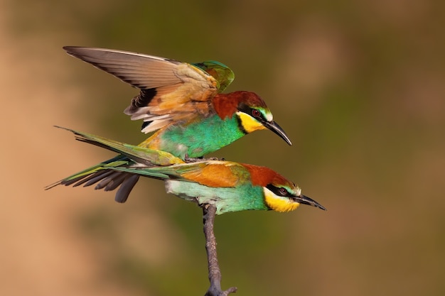 Beeeater europeo apareamiento en ramita en la naturaleza de verano