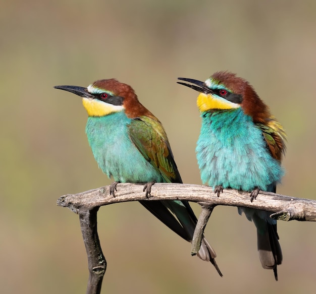 Beeeater europeo Merops apiaster Macho y hembra sentados en una rama