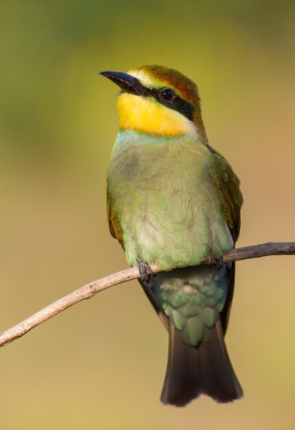 Beeeater europeo Merops apiaster A el pájaro joven espera a que sus padres le traigan comida