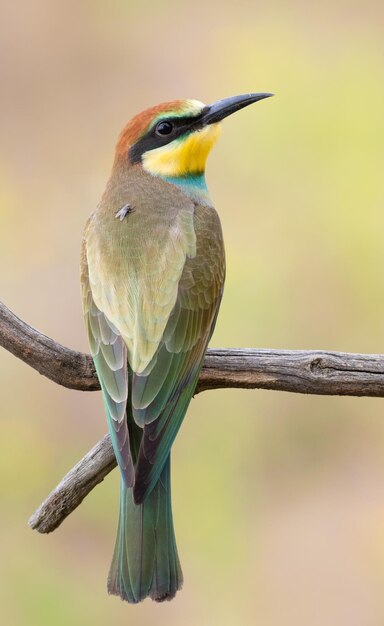 Beeeater europeo Merops apiaster Un pájaro joven se sienta en una rama En su espalda se sienta una mosca