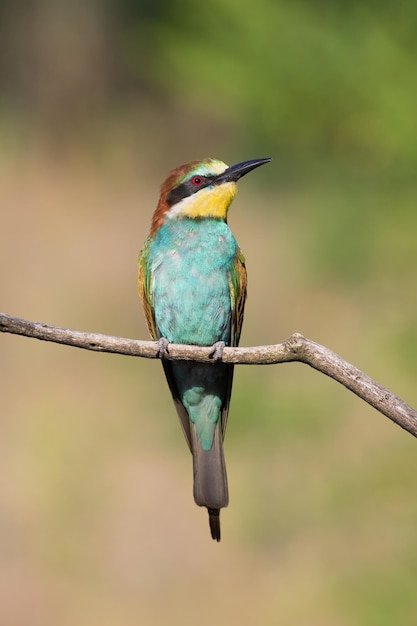 Beeeater europeo Merops apiaster Un pájaro se sienta en una rama contra un hermoso fondo borroso