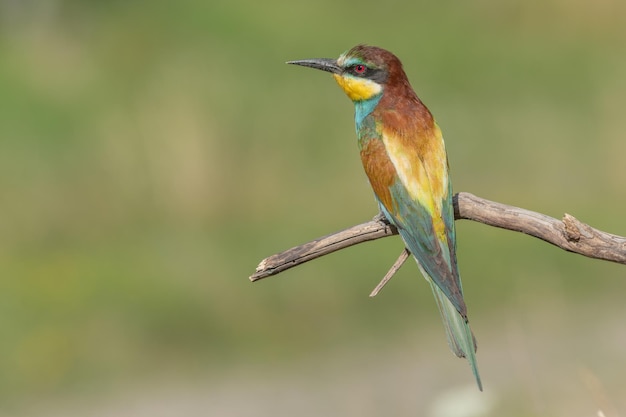 Beeeater europeo Merops apiaster posado en la rama