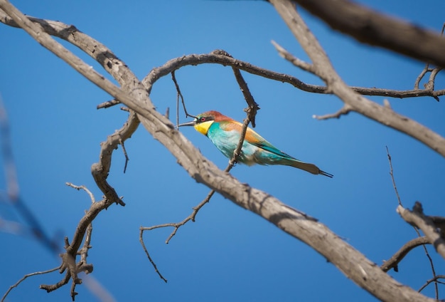 Beeeater europeo Merops apiaster posado sobre ramas secas con cielo azul en el fondo