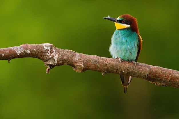 BeeEater europeo Merops Apiaster en una rama de aves migratorias coloridas exóticas