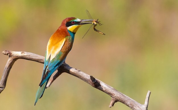 Beeeater Merops apiaster Bird capturado libélula