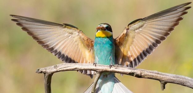 Beeeater merops apiaster europeo Un pájaro con su presa se posa en una rama