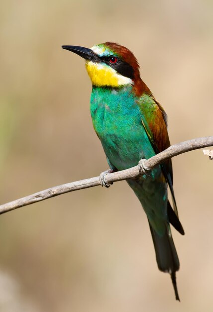 Beeeater merops apiaster europeo Un pájaro temprano en la mañana se sienta en una rama seca El pájaro está bellamente iluminado por el sol de la mañana