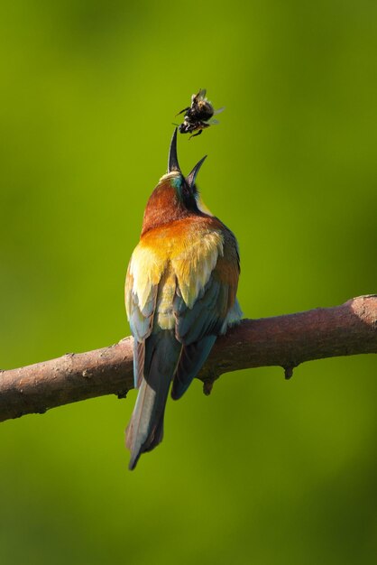 BeeEater Merops Apiaster europeu em uma ave migratória colorida exótica do ramo