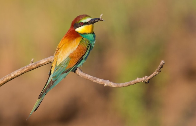 Beeeater Merops apiaster El pájaro más colorido de Eurasia Pájaro atrapado presa