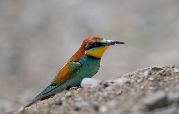 Beeeater Merops apiaster