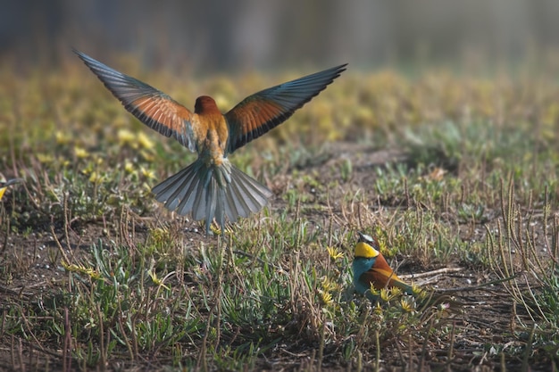 Beeeater merops apiaster