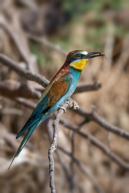 Beeeater Merops apiaster