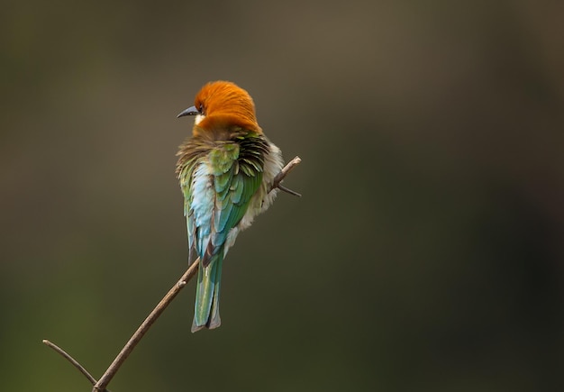 Beeeater Merops leschenaulti de cabeza castaña en la rama del árbol