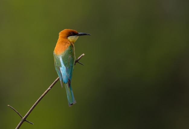 Beeeater Merops leschenaulti de cabeza castaña en la rama del árbol