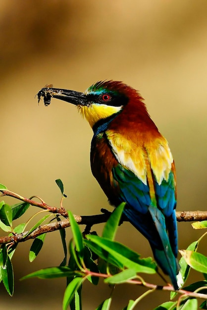 Beeeater posado en una rama con un insecto en su pico