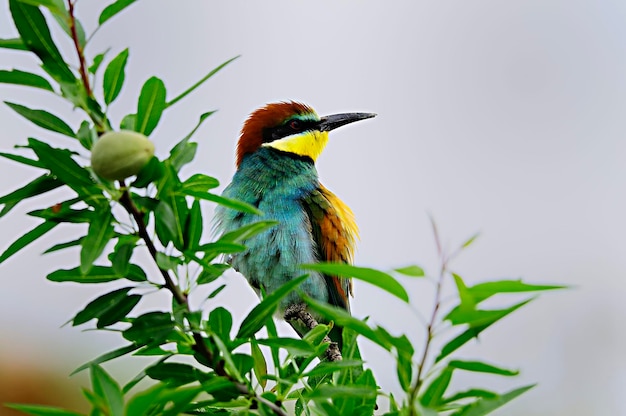 Beeeater posado en una rama con un insecto en su pico