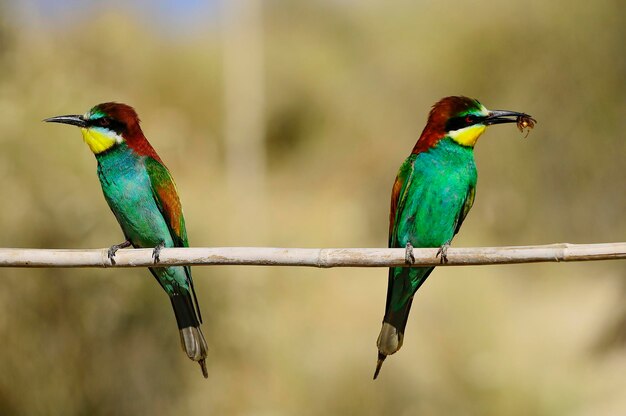 Beeeater posado en una rama con un insecto en su pico