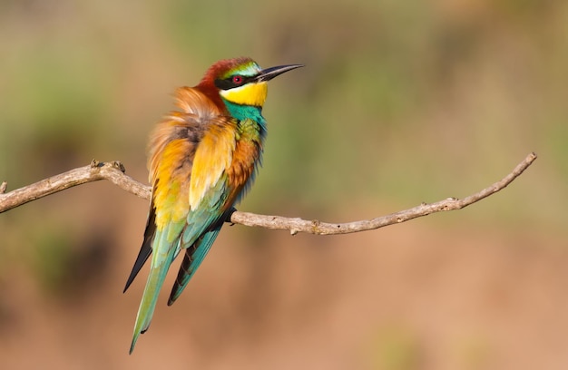 Beeeater sommon merops apiaster o pássaro senta-se em um belo galho e se aquece ao sol da manhã