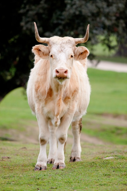 Beef Kühe, die in den Weiden von Extremadura weiden lassen