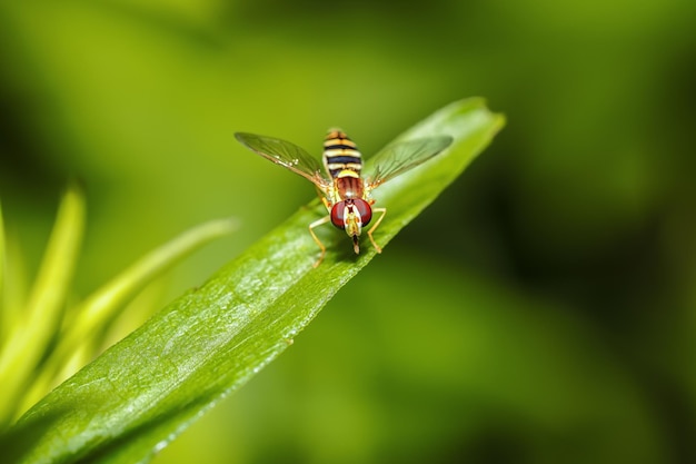 Beefly closeup en una hoja