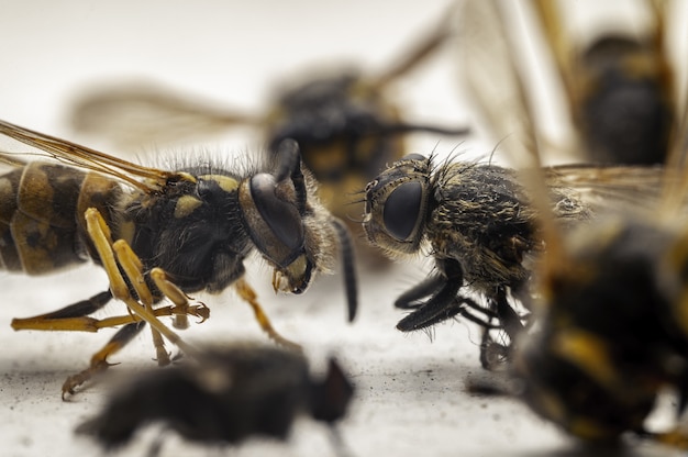 Beeindruckende Makroaufnahme von Bienen