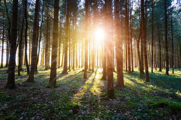 Beeindruckender Sonnenuntergang im Wald Baumstämme Sonnenstrahlen Licht und Schatten