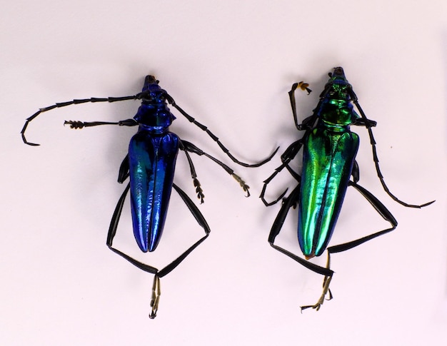 Beeltes breen metálico e azul Longhorn Mecosaspis croesus isolado Coleção besouros Cerambycidae
