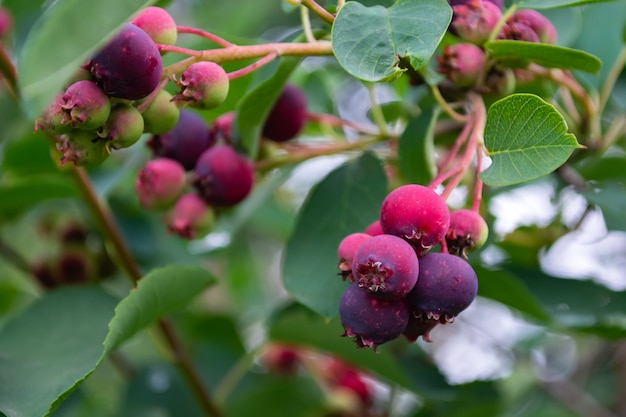 Beere der Shadberry auf einem Busch