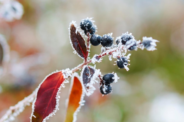 Beere unter dem Schnee im Wintergarten Gefrorene Beeren mit Schneeflocken und Raureif Hintergrund