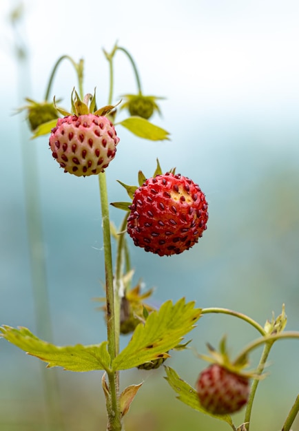 Beere von reifen Erdbeeren hautnah. Natur Norwegens