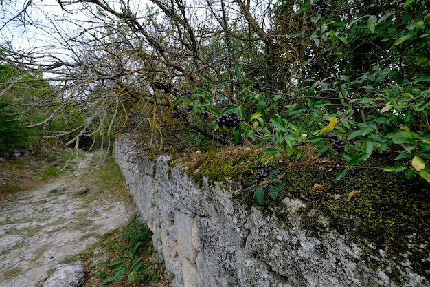 Beeren auf einem Ast