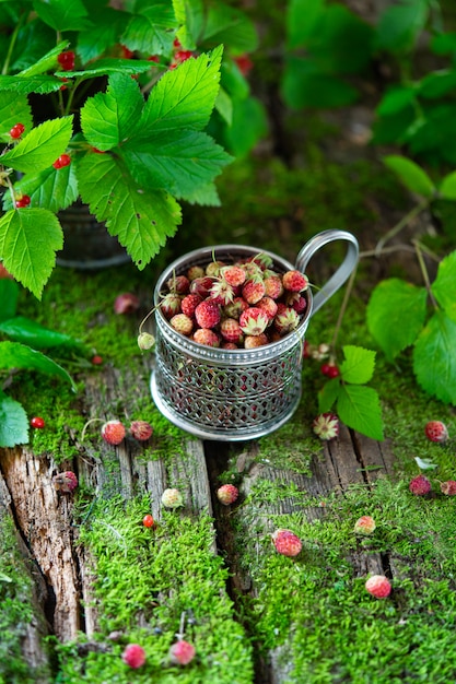 Beeren aus dem Wald. Knochen- und Erdbeerbeeren auf altem hölzernem Hintergrund mit Moos