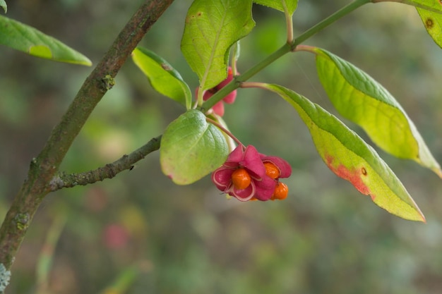 Foto beeren der europäischen spindel, euonymus europaeus, ist ein laubabwerfender strauch oder kleiner baum. heimisch in wäldern europas