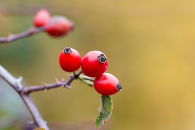 Beeren der Hüften auf einem Ast mit Stacheln