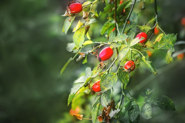 Beeren der reifen hunderose auf busch auf verschwommen