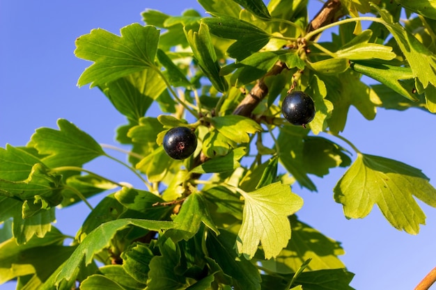 Beeren der schwarzen Johannisbeere auf einem Busch. Das Konzept der Landwirtschaft, Landwirtschaft und Ernte. Vegetarisches Essen
