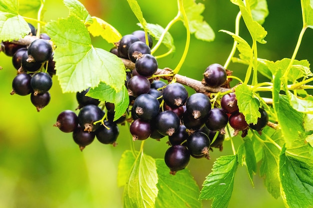 Beeren der schwarzen Johannisbeere im Garten auf dem Busch Johannisbeerernte Anbau von Johannisbeeren