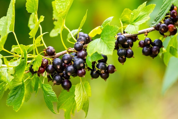 Beeren der schwarzen Johannisbeere im Garten auf dem Busch Johannisbeerernte Anbau von Johannisbeeren