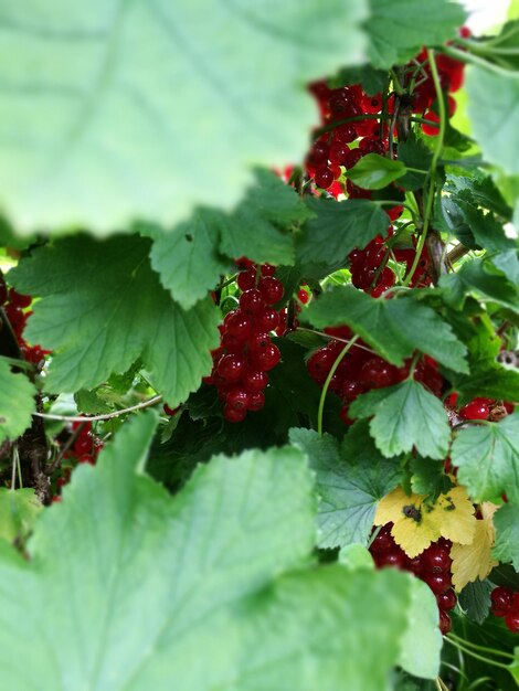 Foto beeren, die auf einem baum wachsen