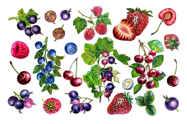 Beeren gesetzt. Aquarell-Illustration.