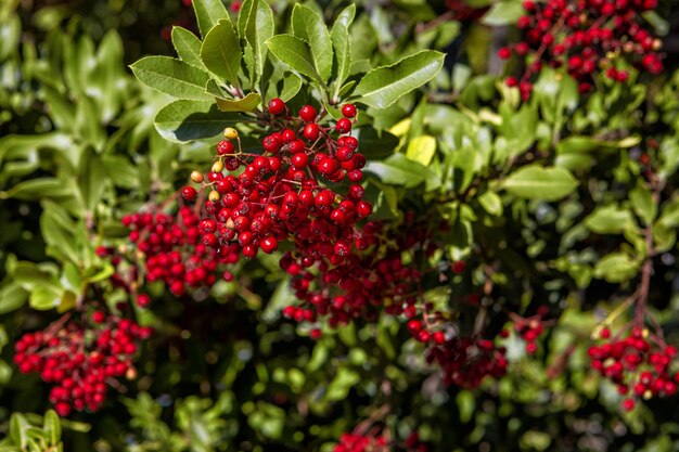 Beeren Pyracantha rot