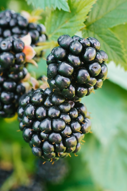 Beeren reife Brombeeren auf einer Bush-Nahaufnahme. Bio-Beere