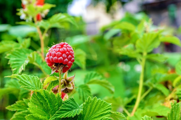 Beeren reife Himbeere auf einem Busch. Sommersaison