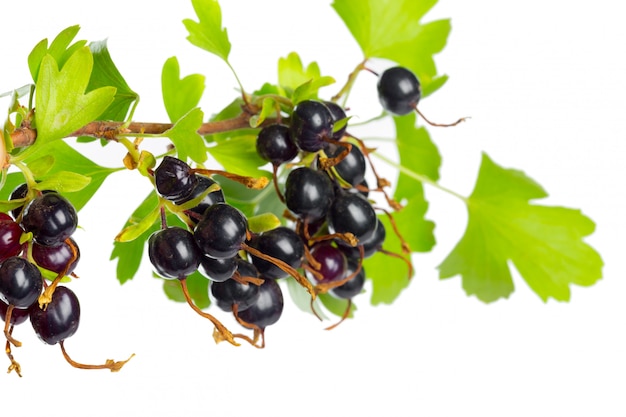 Beeren schwarze Johannisbeere mit grünem Blatt. Frisches Obst, isoliert auf weiß isoliert