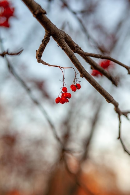 Beeren von Ebereschezweigen sind auf einem undeutlichen Herbsthintergrund rot. Herbsternte-Stillleben-Szene. Hintergrundfotografie mit weichem Fokus. Platz kopieren.