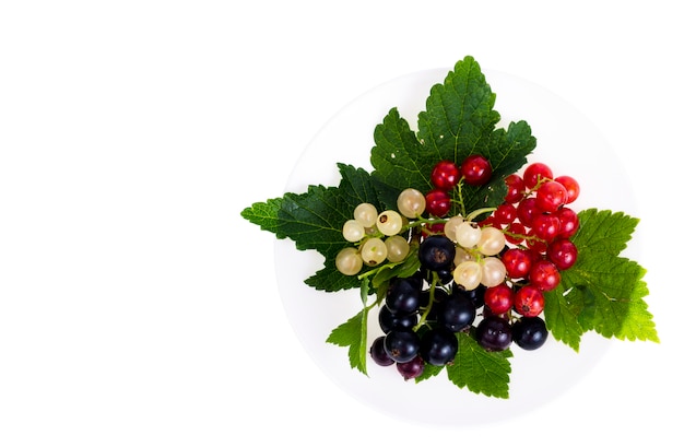 Beeren von schwarzen, roten und weißen Johannisbeeren auf hellem Hintergrund