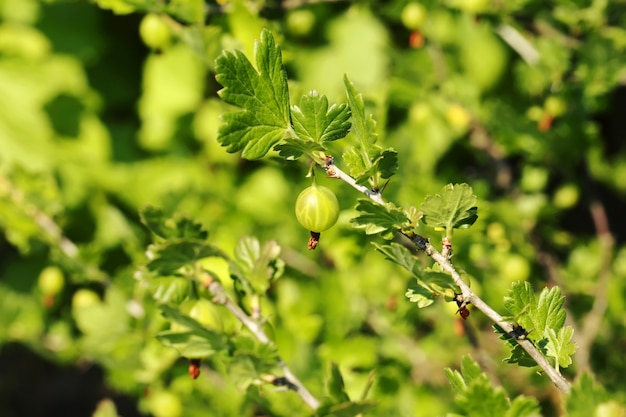 Beerenbuschgartenstachelbeere