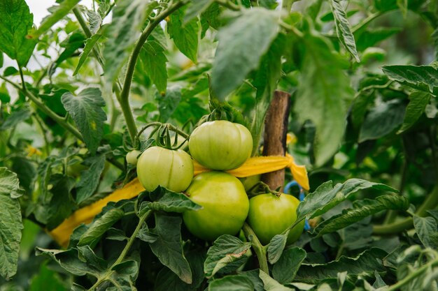 Beete mit grünen Tomaten Gewächshaus mit Tomatensträuchern Grüne Sämlinge Landwirtschaft und Landwirtschaft