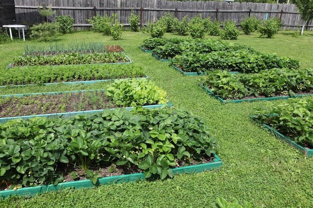 Beete mit Setzlingen auf dem Gartengrundstück.