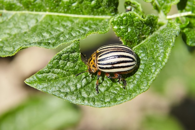 Beetlepest de Colorado comiendo hojas de papa verde joven